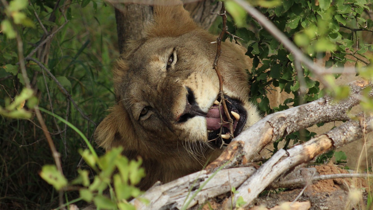 Photo of Others in Thorny Bush Game Reserve