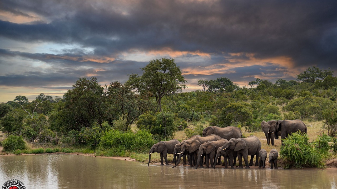 Photo of Others in Thorny Bush Game Reserve
