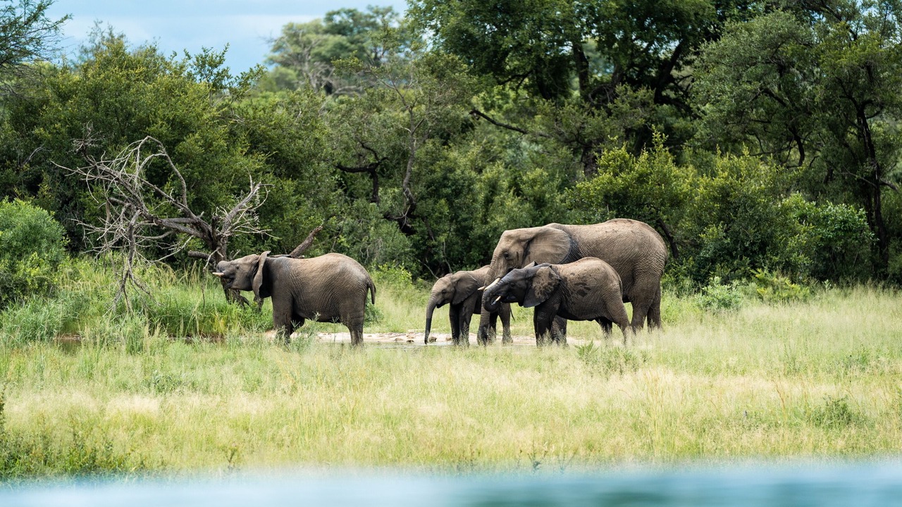Photo of Others in Thorny Bush Game Reserve