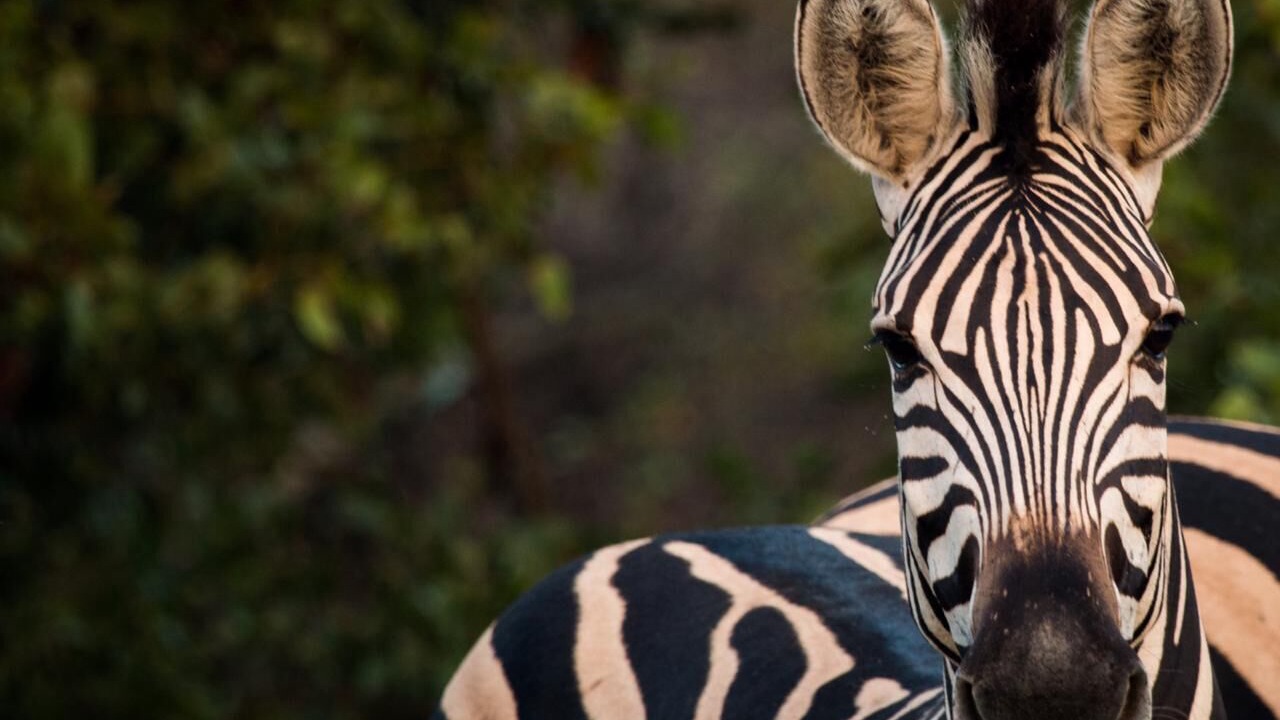 Photo of Others in Thorny Bush Game Reserve