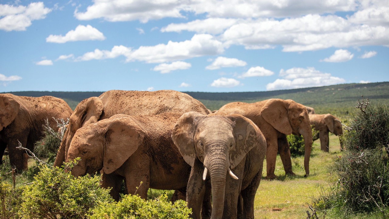 Photo of Others in Addo