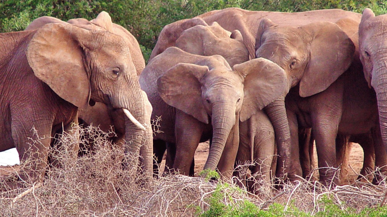 Photo of Others in Addo