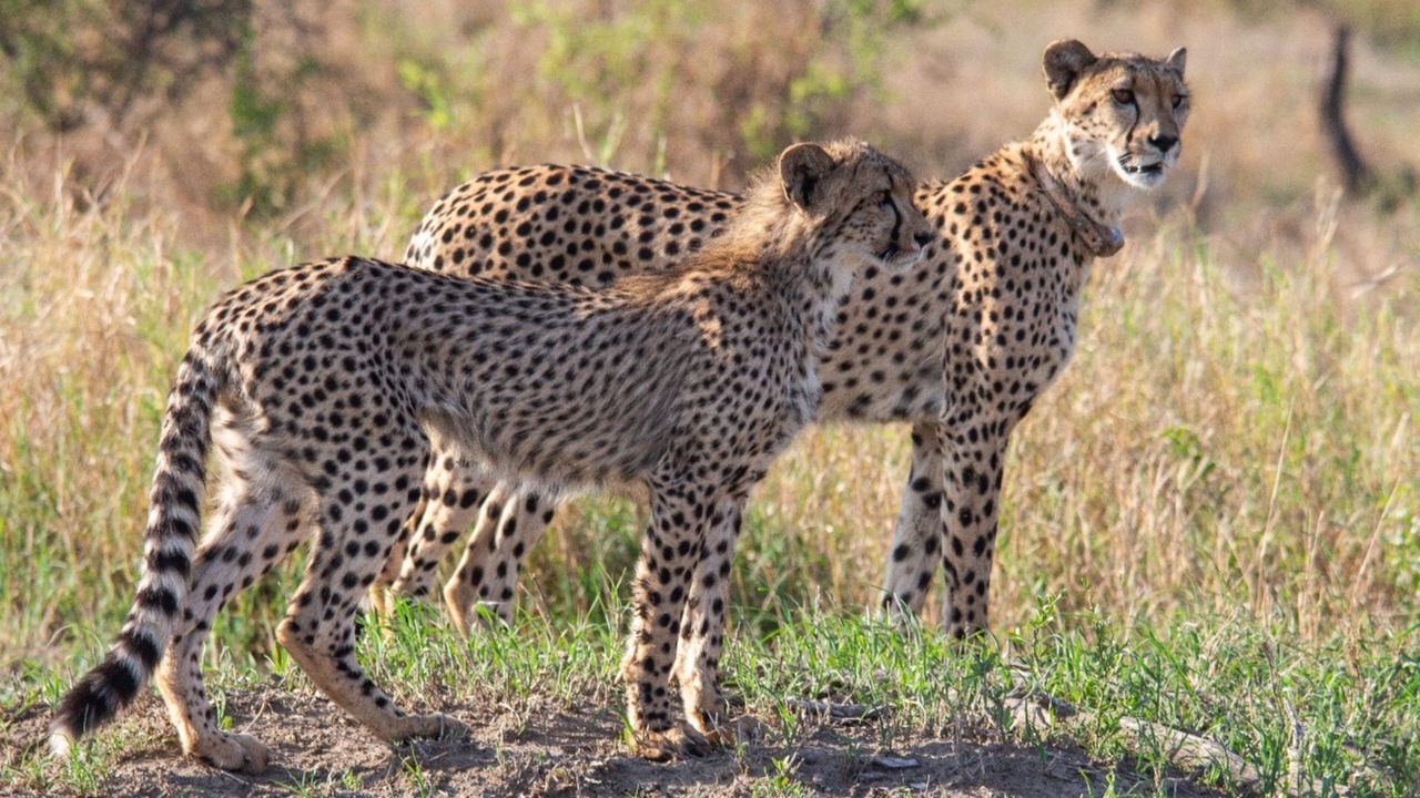 Photo of Others in Madikwe Game Reserve