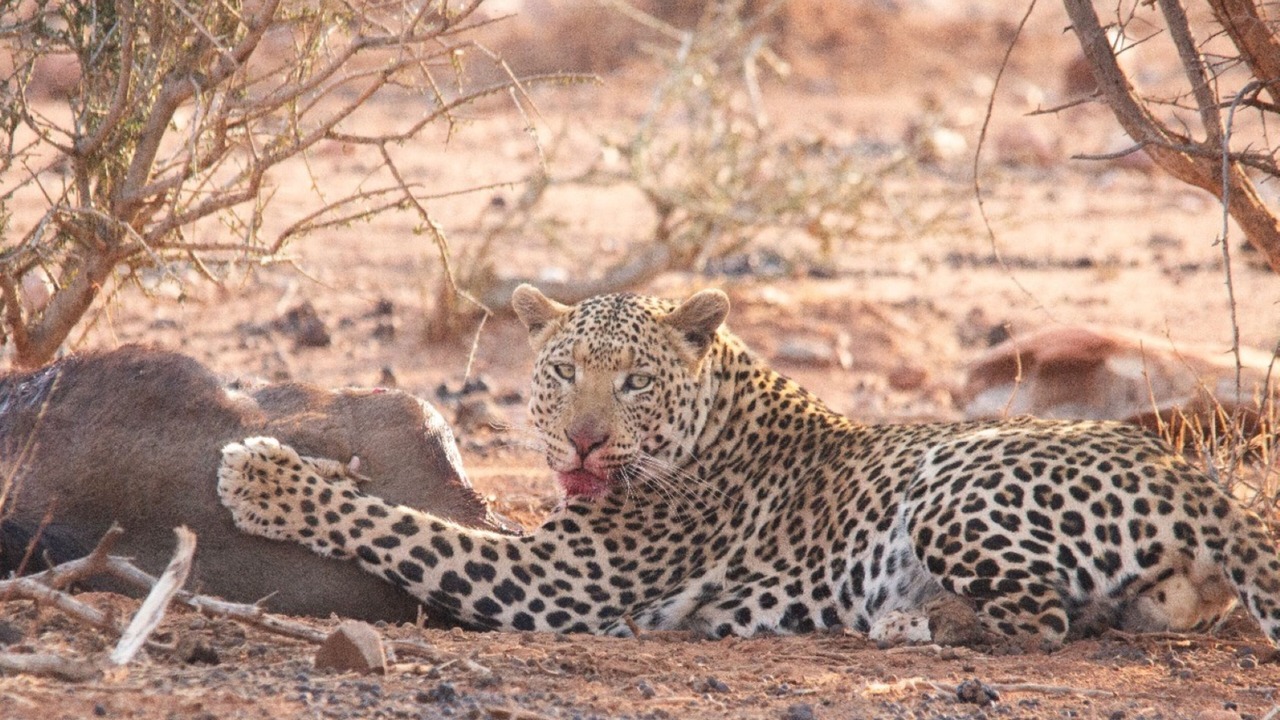 Photo of Others in Madikwe Game Reserve