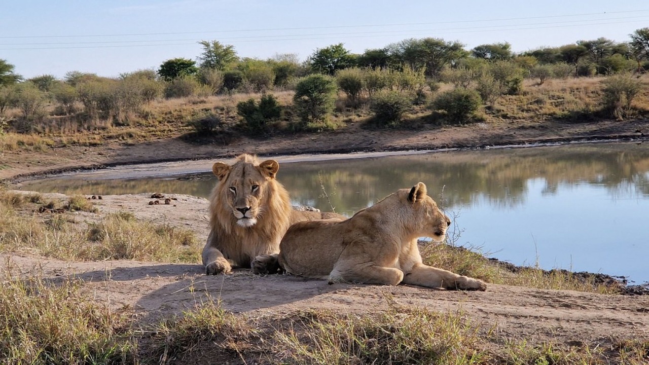 Photo of Others in Madikwe Game Reserve