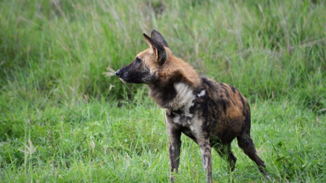 Photo of Others in Madikwe Game Reserve