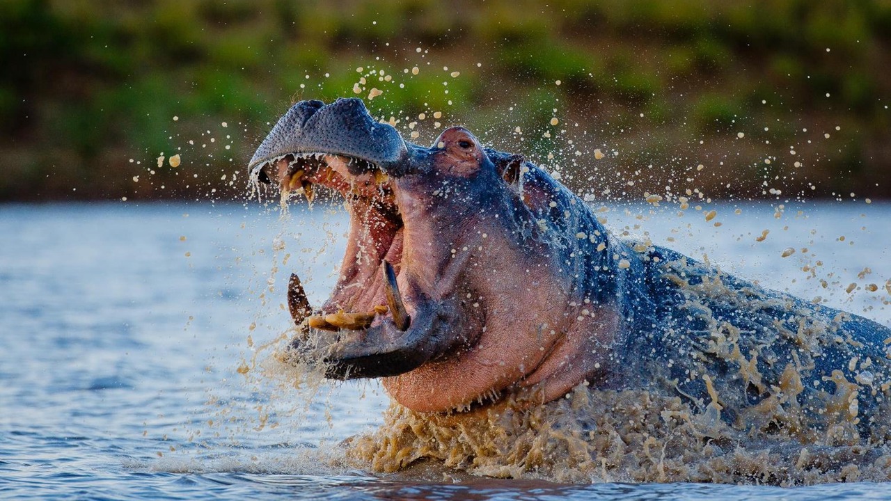 Photo of Others in Kruger National Park