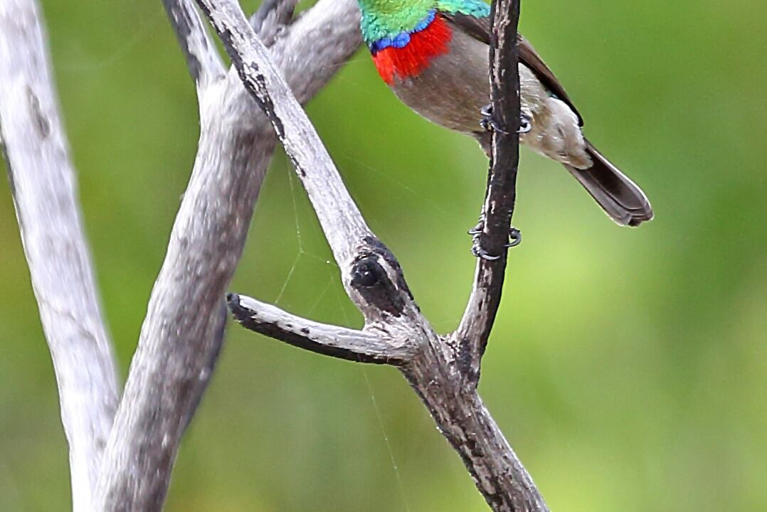 Photo of Outdoor in Knysna
