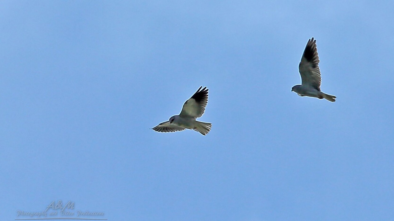 Photo of Others in Knysna