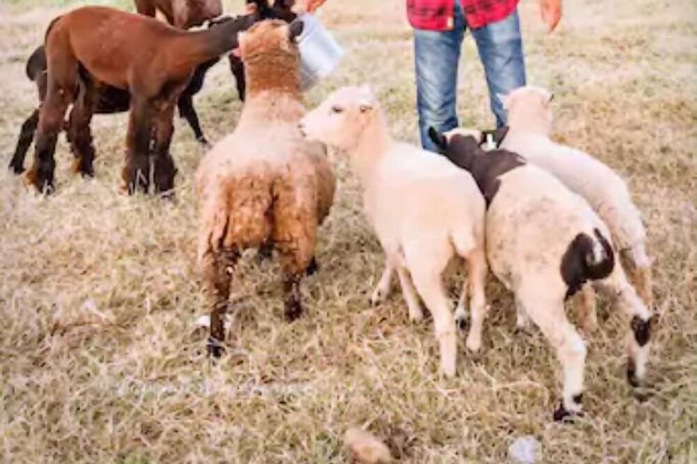 Photo of Others in Sonoma