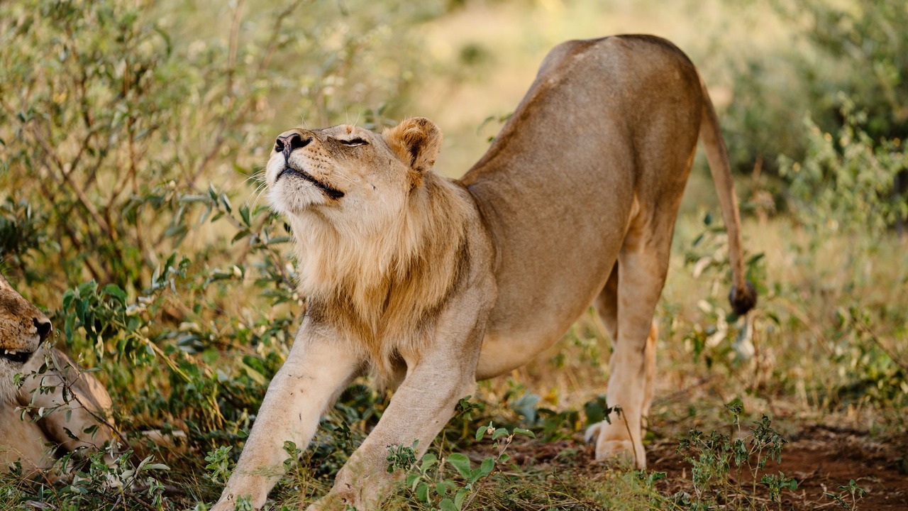 Photo of Others in Kruger National Park