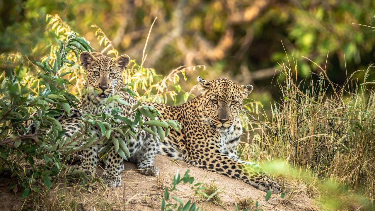 Photo of Others in Kruger National Park