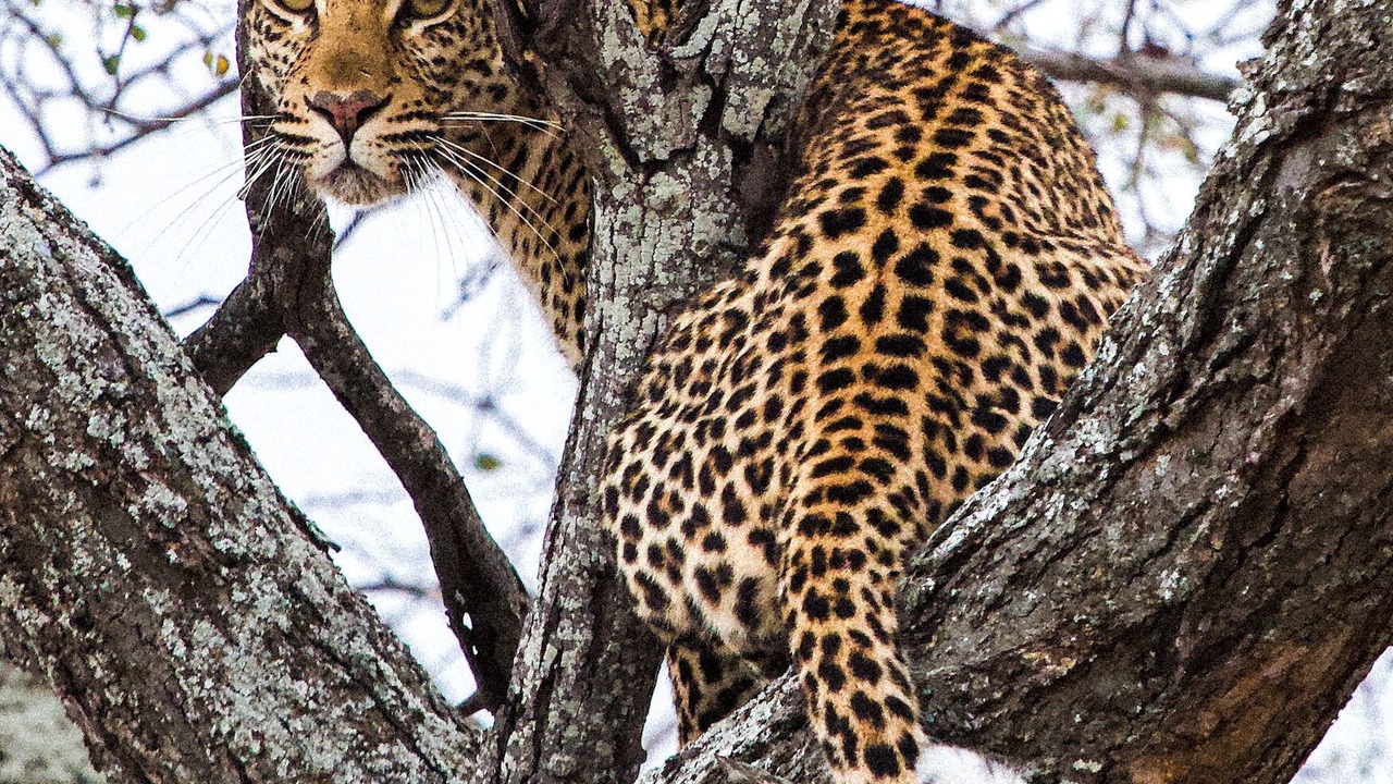 Photo of Others in Kruger National Park