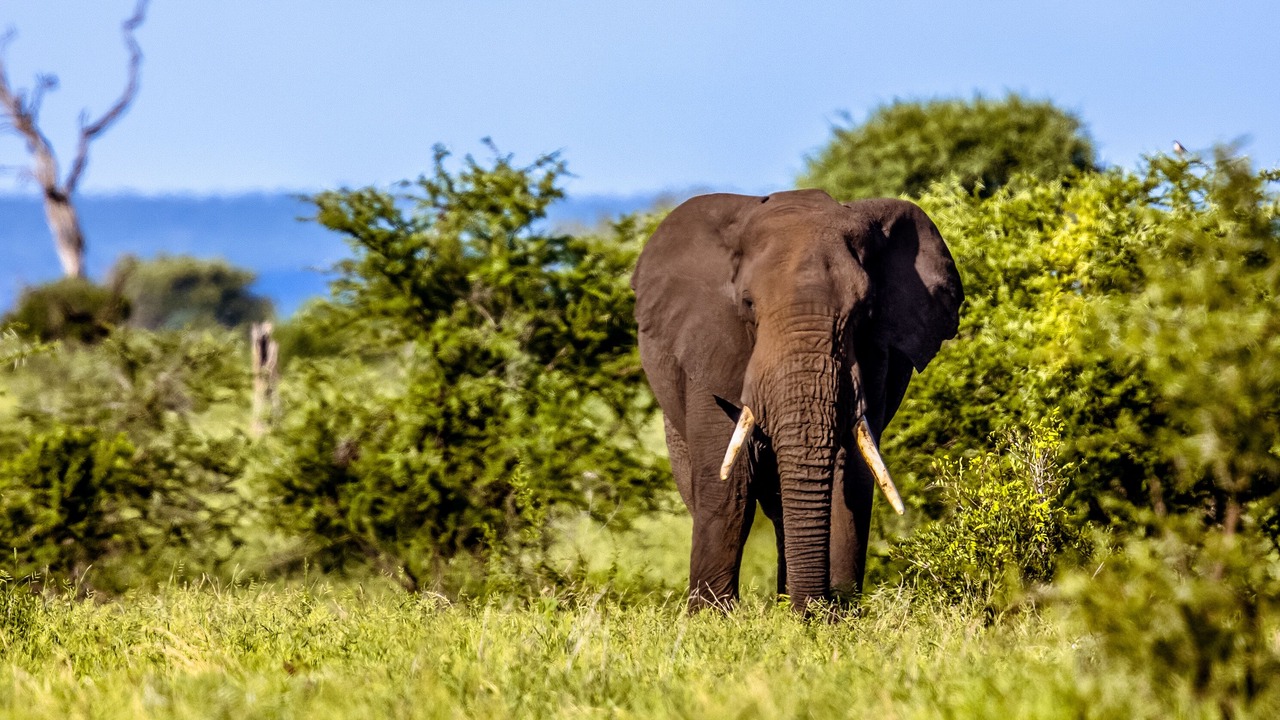 Photo of Others in Thorny Bush Game Reserve