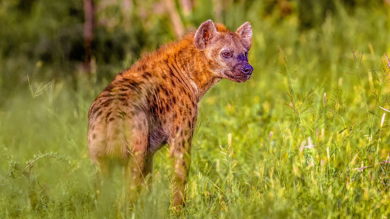 Photo of Others in Thorny Bush Game Reserve
