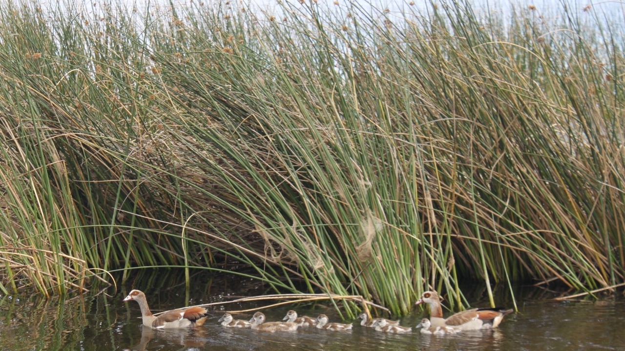 Photo of Others in Wilderness