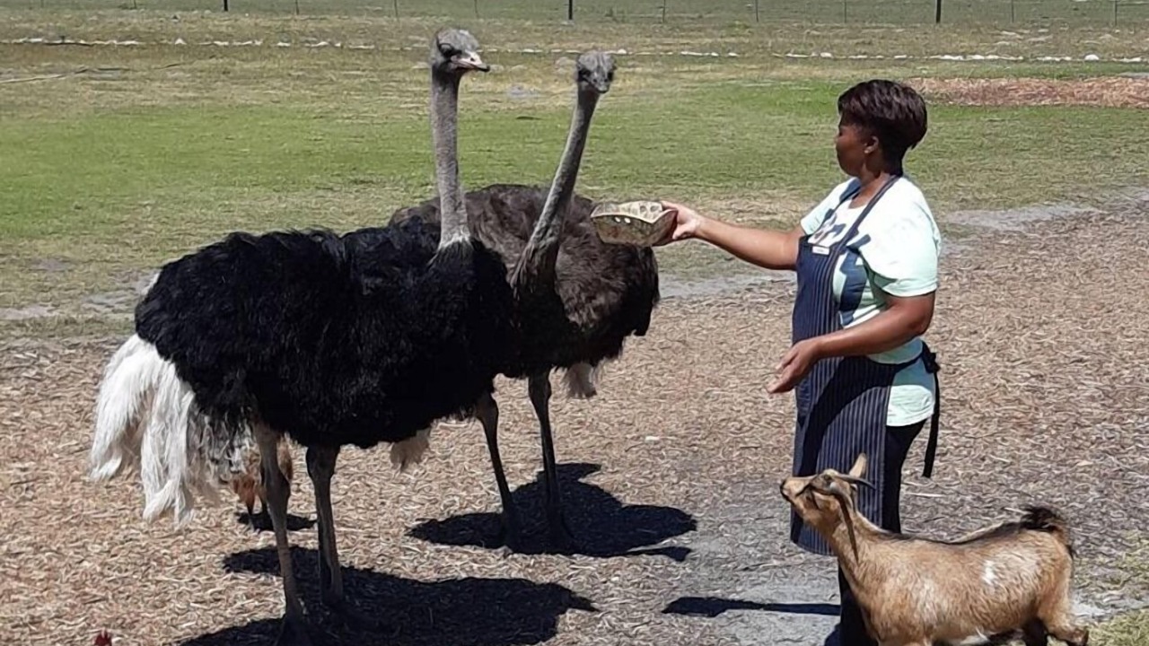 Photo of Others in Gansbaai