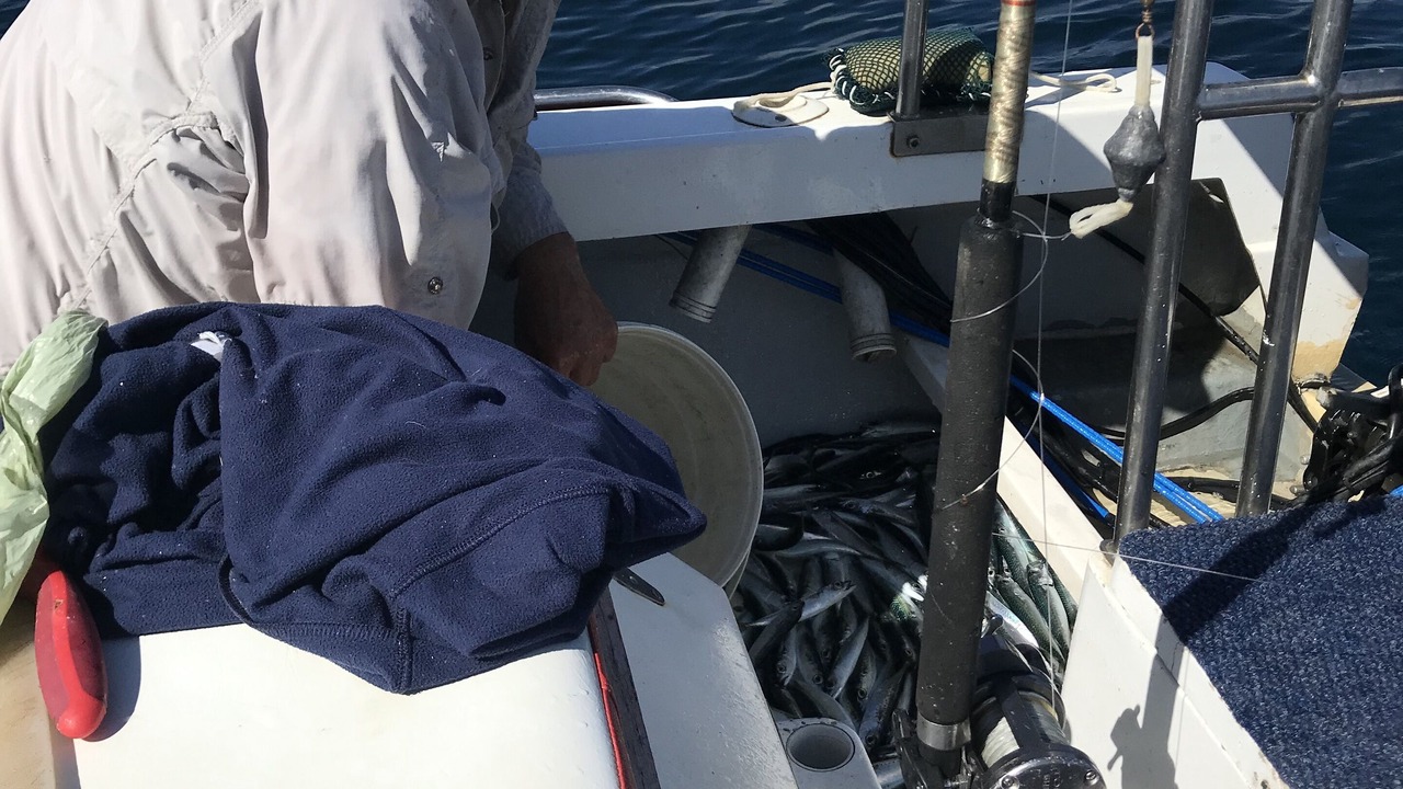 Photo of Others in Still Bay