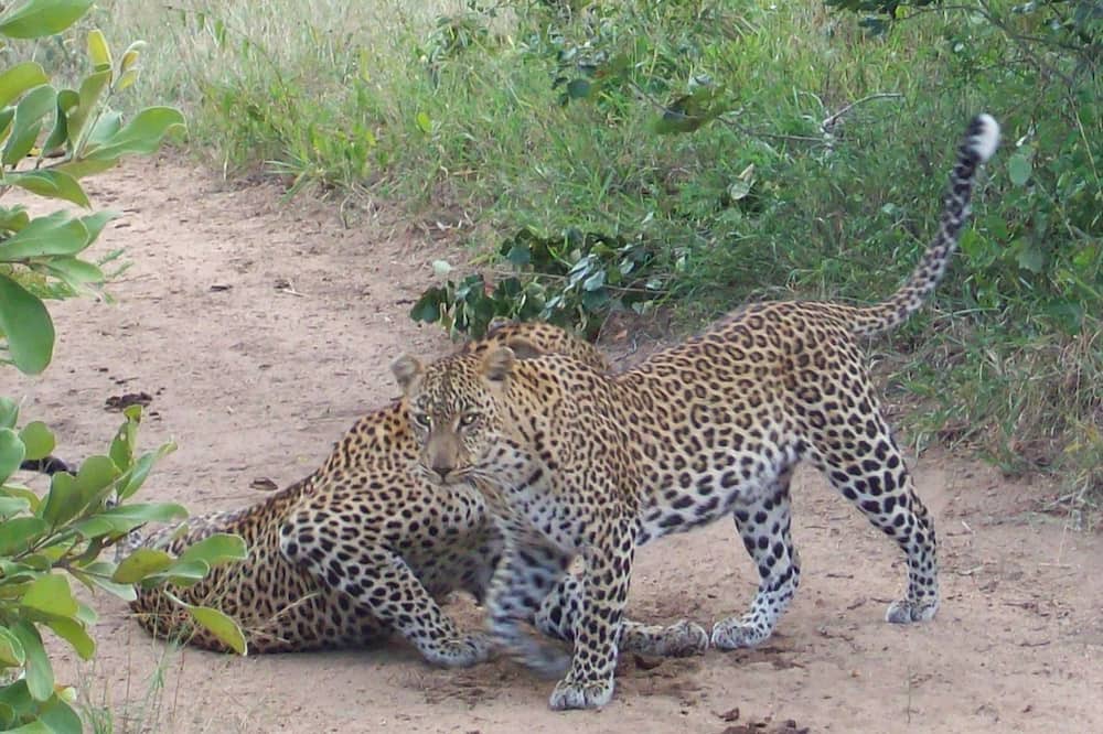 Photo of Outdoor in Thorny Bush Game Reserve