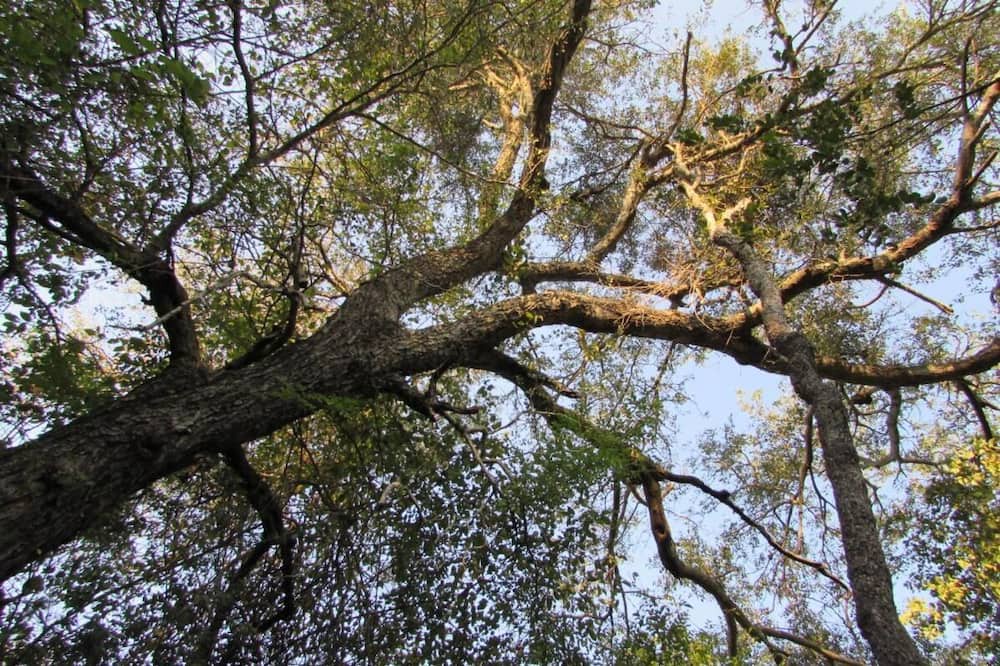 Photo of Outdoor in Thorny Bush Game Reserve