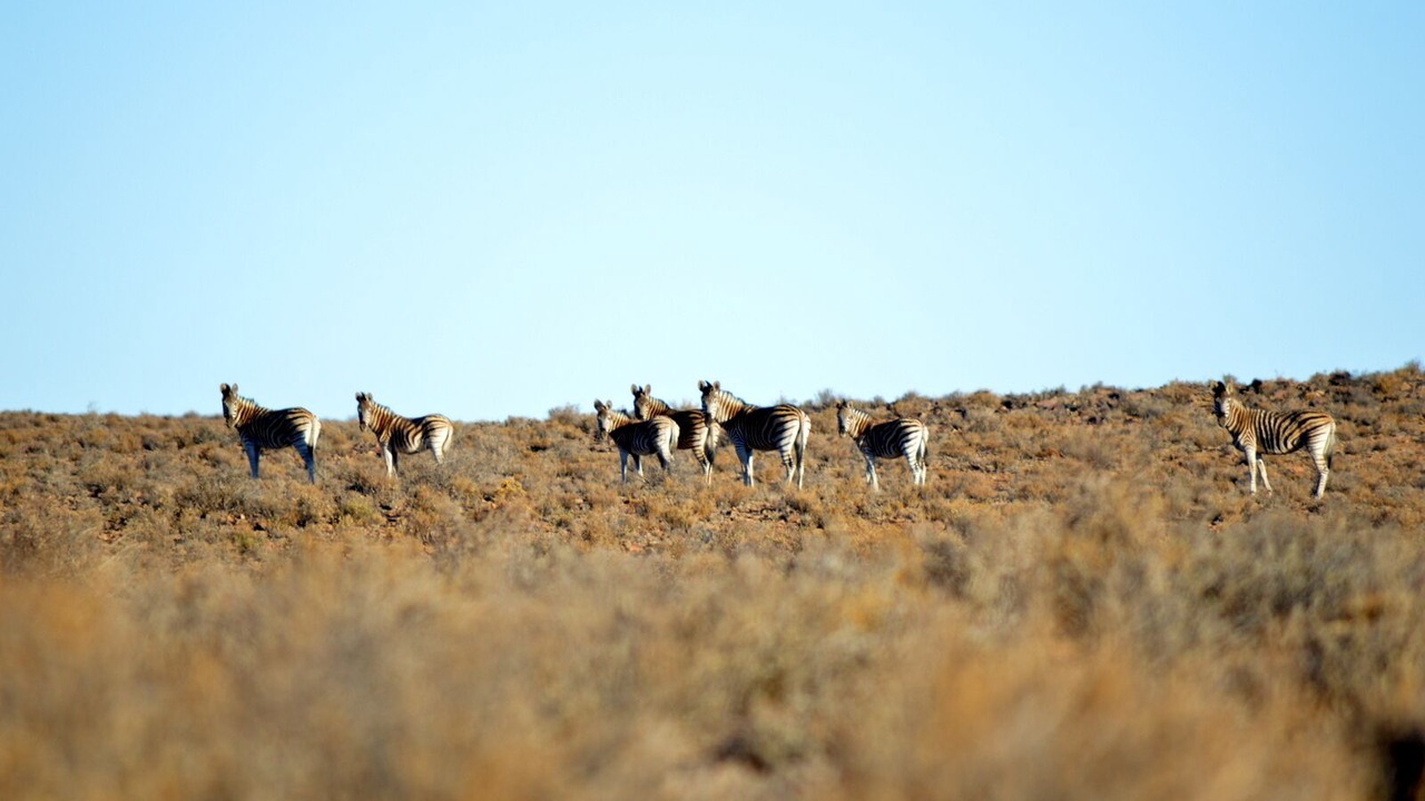 Photo of Others in Kareeberg