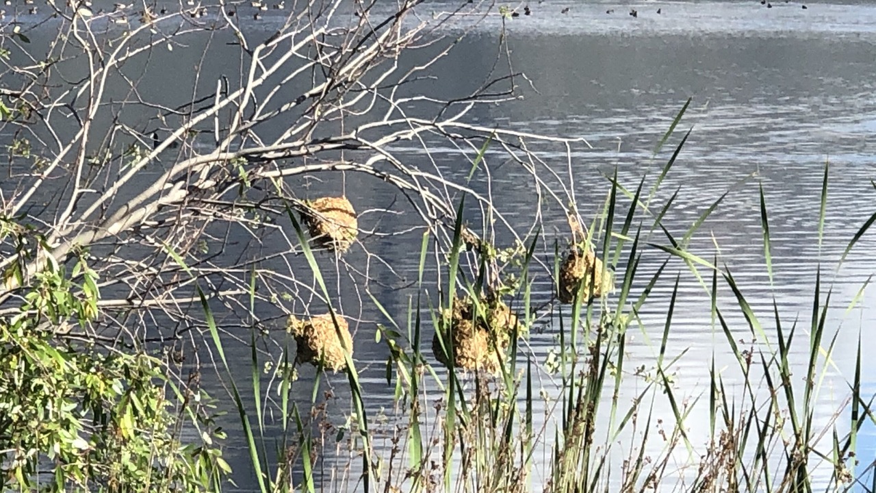 Photo of Others in Tulbagh