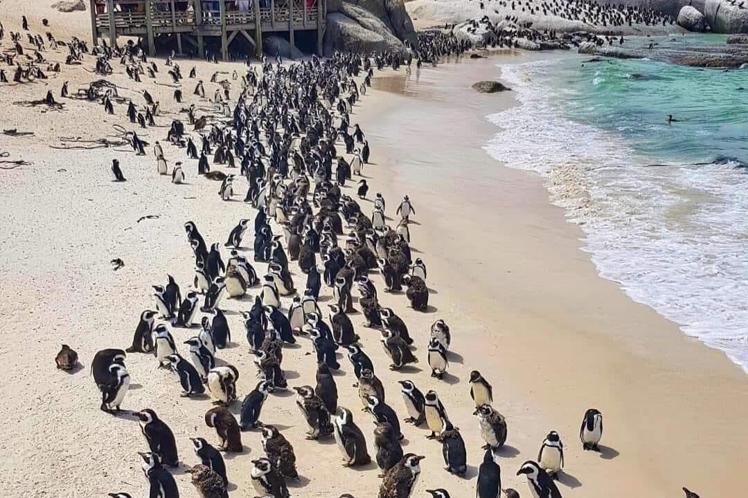 Photo of Others in Fish Hoek