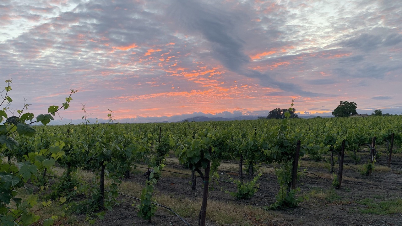 Photo of Outdoor in Santa Rosa