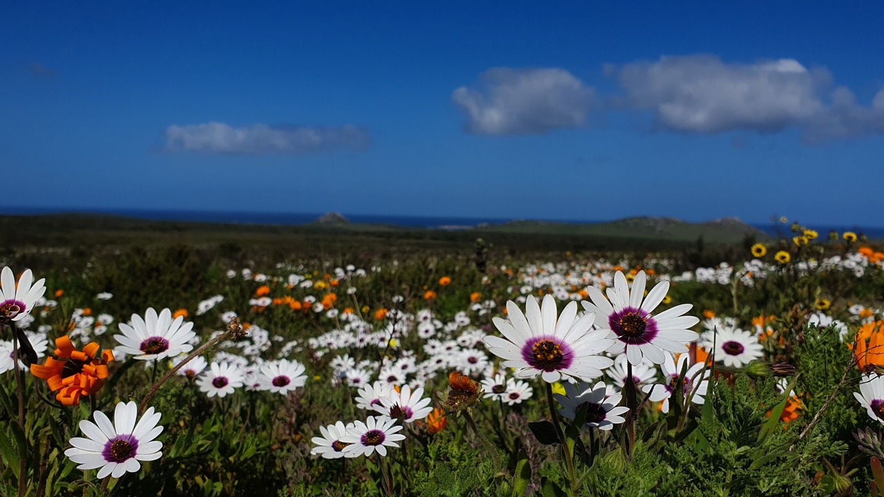 Photo of Others in Yzerfontein