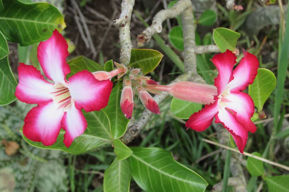 Photo of Outdoor in Thorny Bush Game Reserve