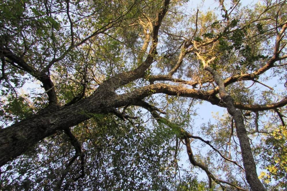 Photo of Outdoor in Thorny Bush Game Reserve
