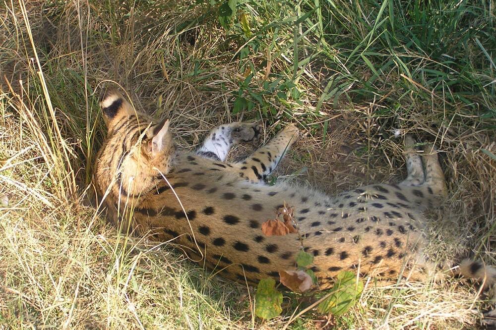 Photo of Outdoor in Thorny Bush Game Reserve