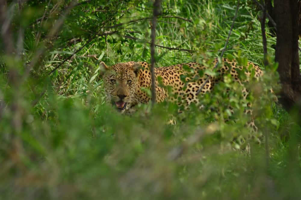 Photo of Outdoor in Thorny Bush Game Reserve