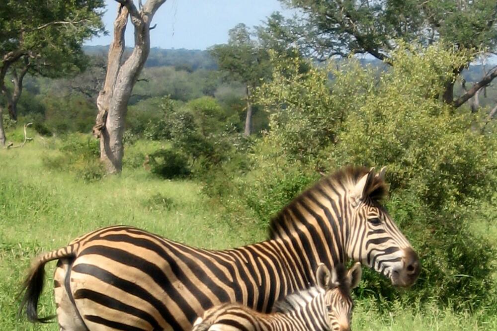 Photo of Outdoor in Thorny Bush Game Reserve