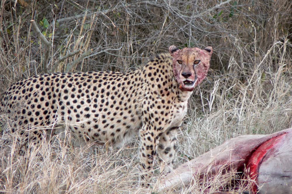 Photo of Others in Thorny Bush Game Reserve