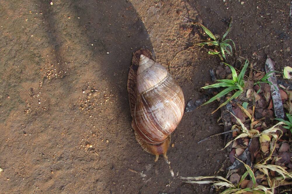 Photo of Outdoor in Thorny Bush Game Reserve