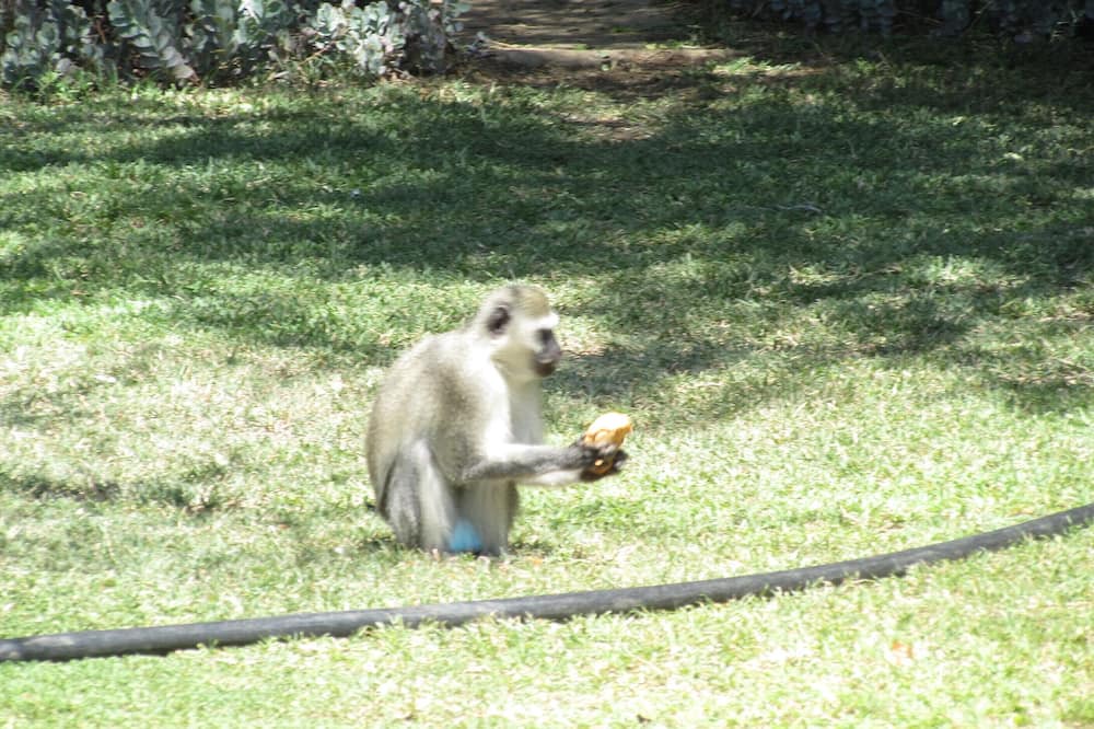 Photo of Outdoor in Thorny Bush Game Reserve