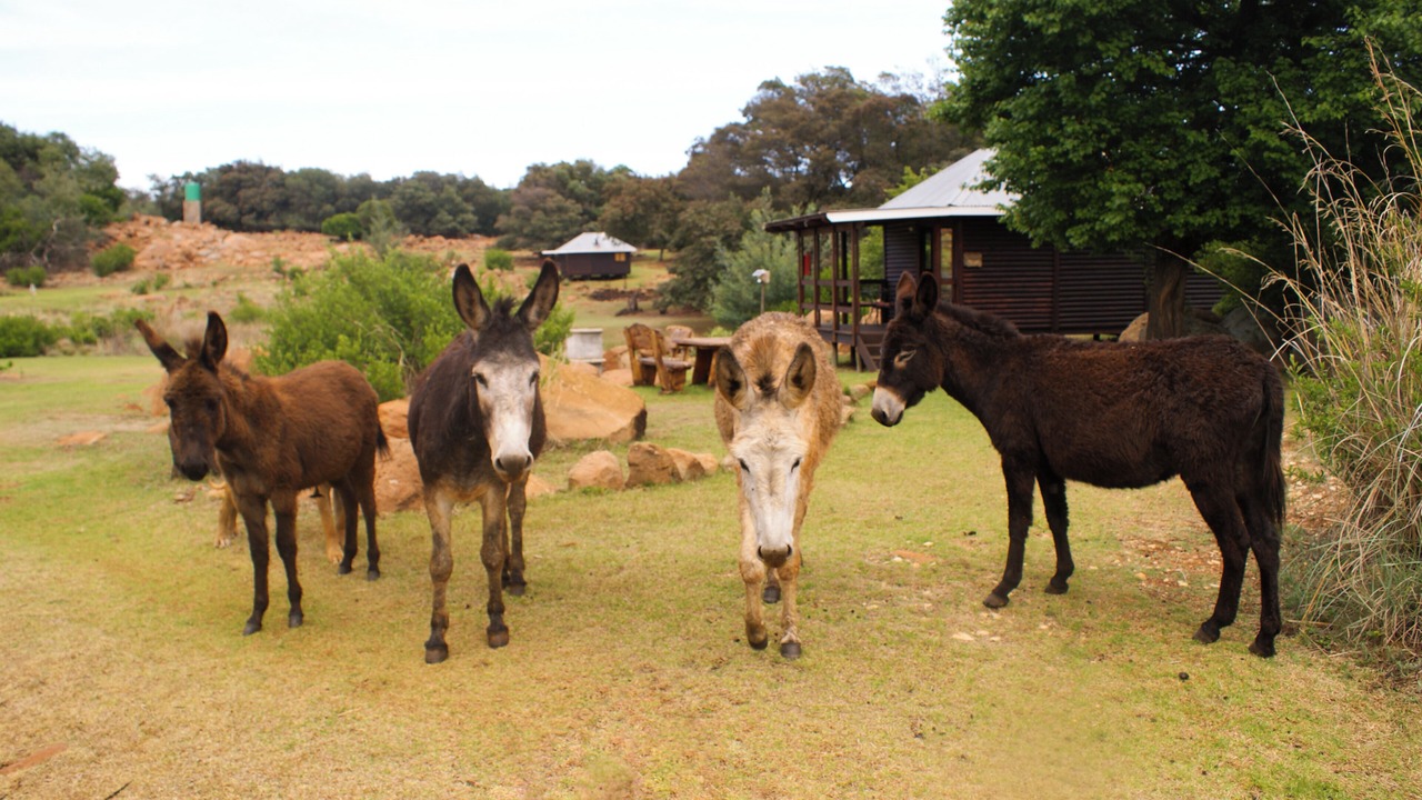 Photo of Others in Tonteldoos
