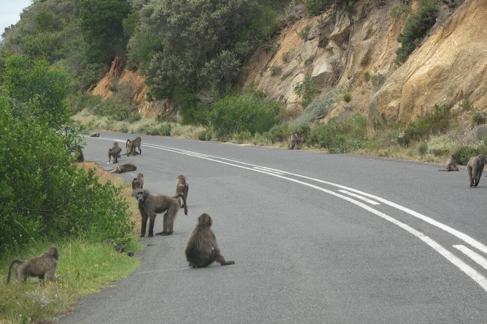 Photo of Others in Noordhoek