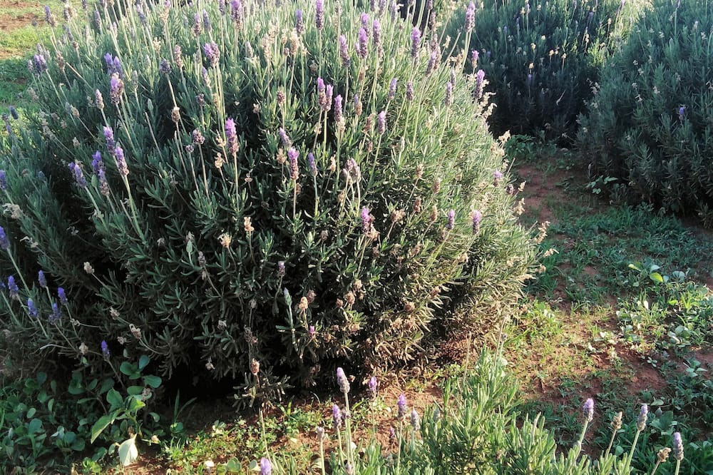Photo of Outdoor in Tierpoort