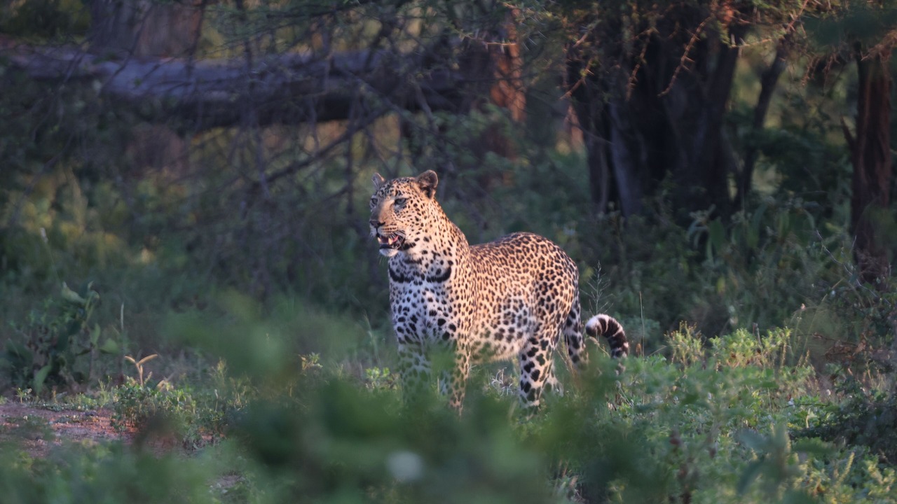 Photo of Others in Maruleng
