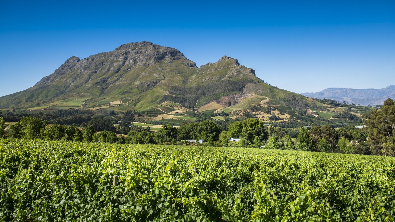 Photo of Others in Cape Winelands