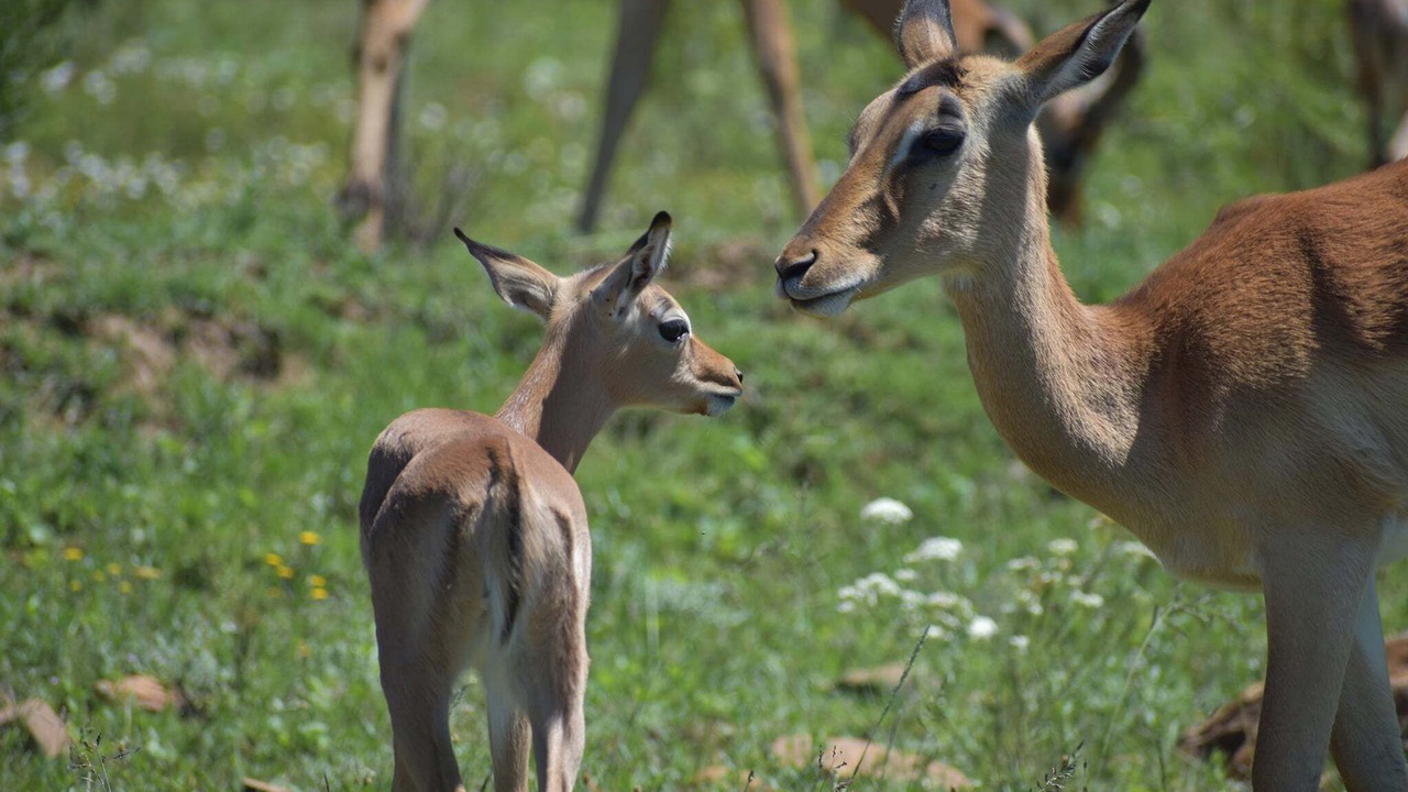 Photo of Others in Addo