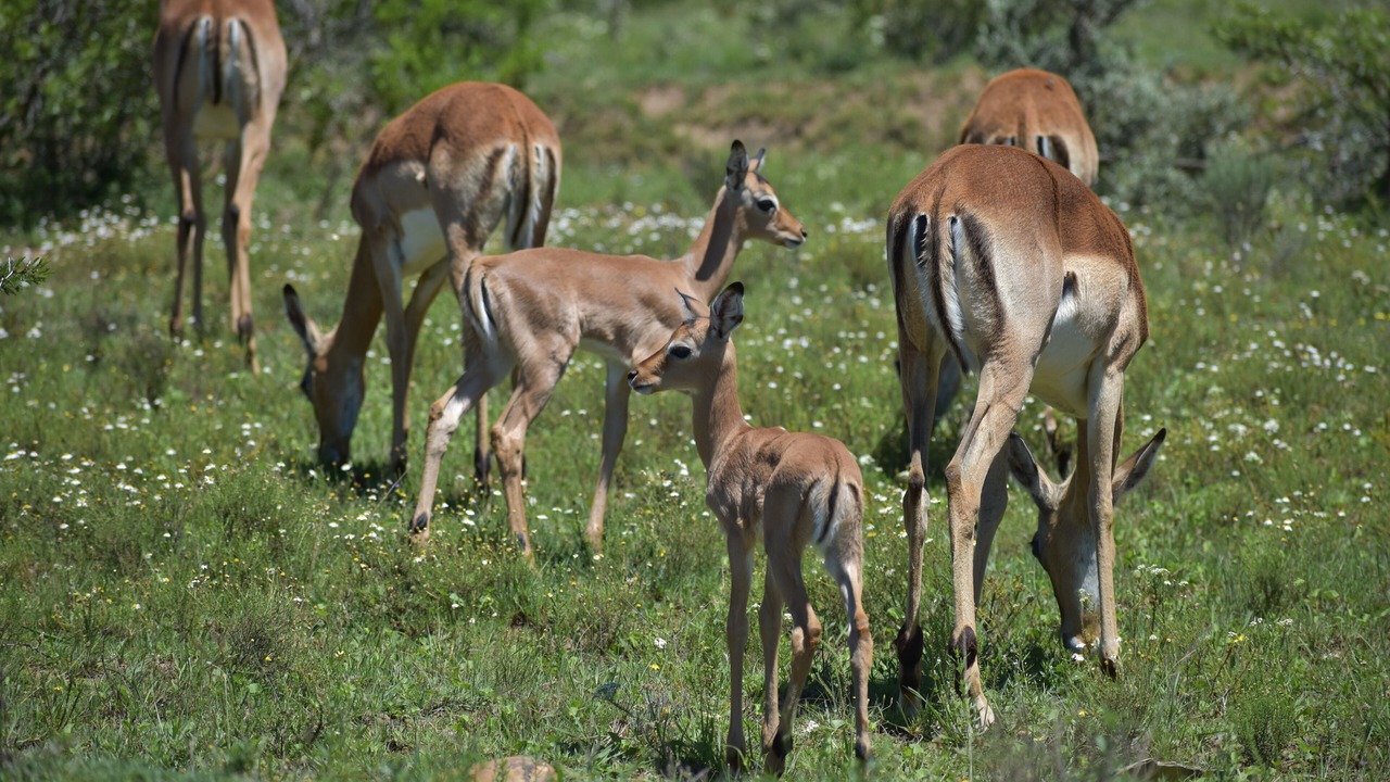Photo of Others in Addo