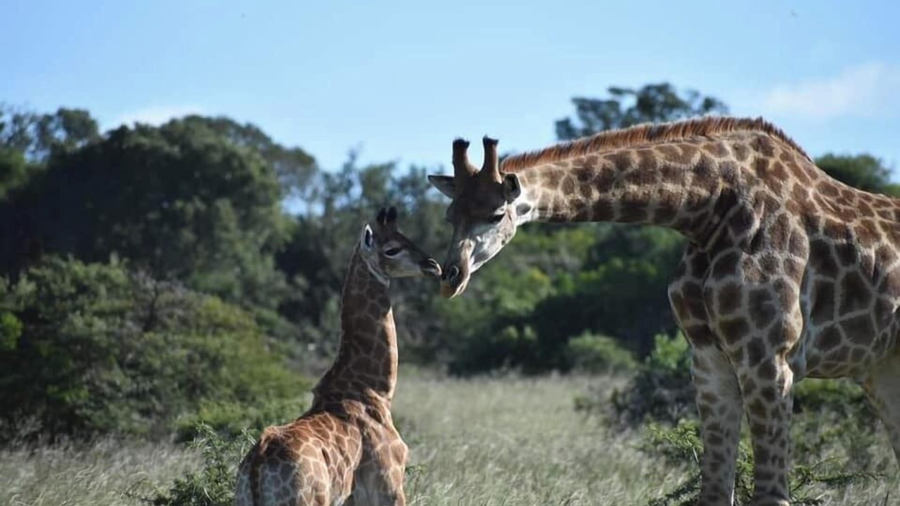 Photo of Others in Addo