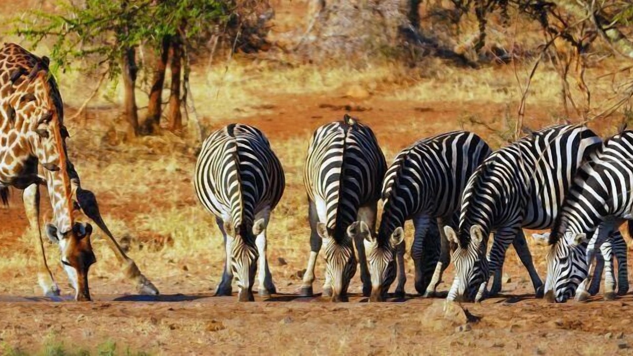 Photo of Others in Phalaborwa