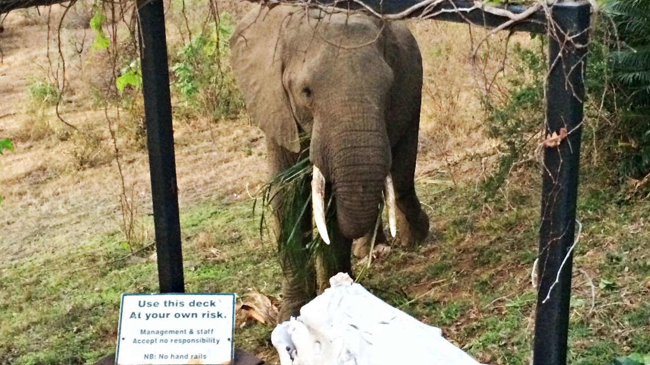 Photo of Others in Hectorspruit