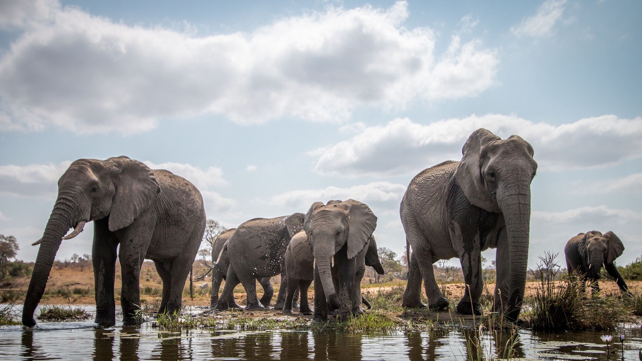 Photo of Others in Vaalwater