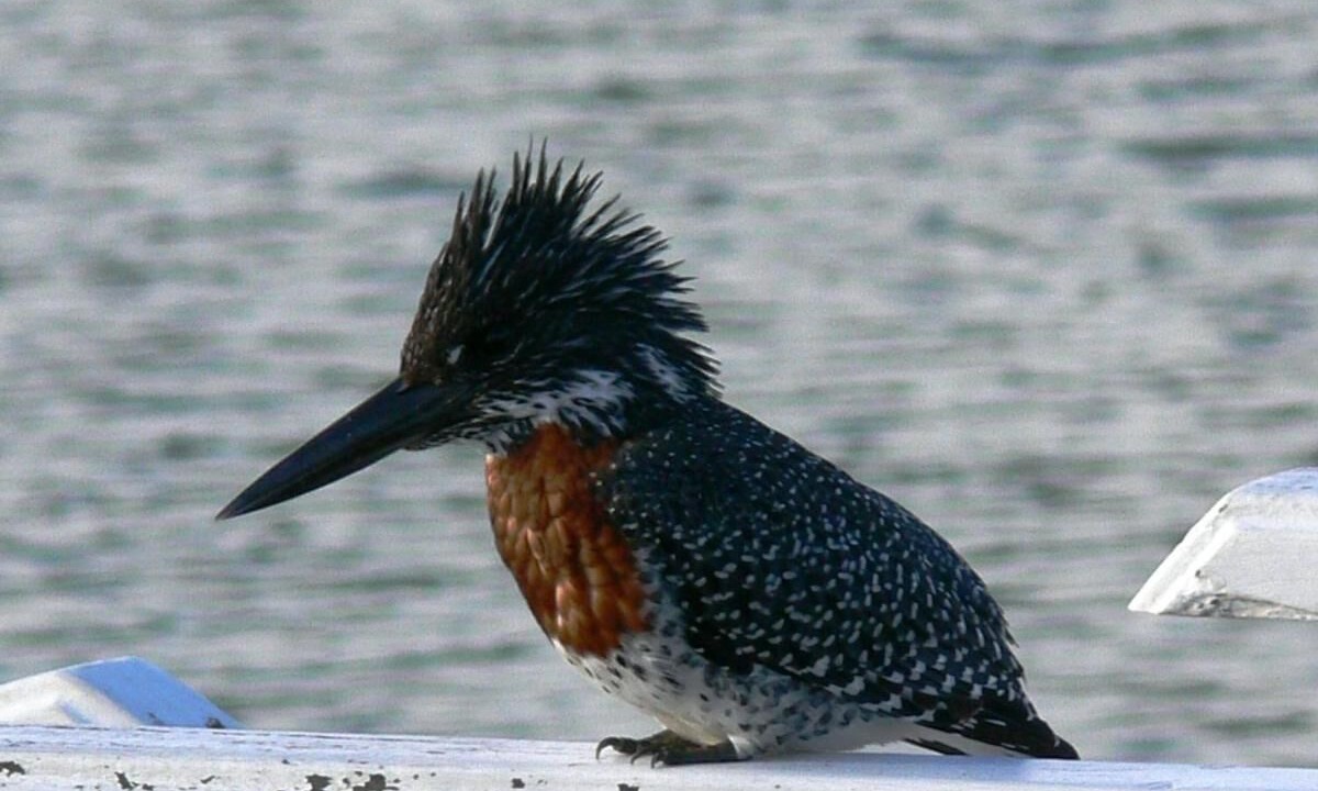 Photo of Others in Port Alfred