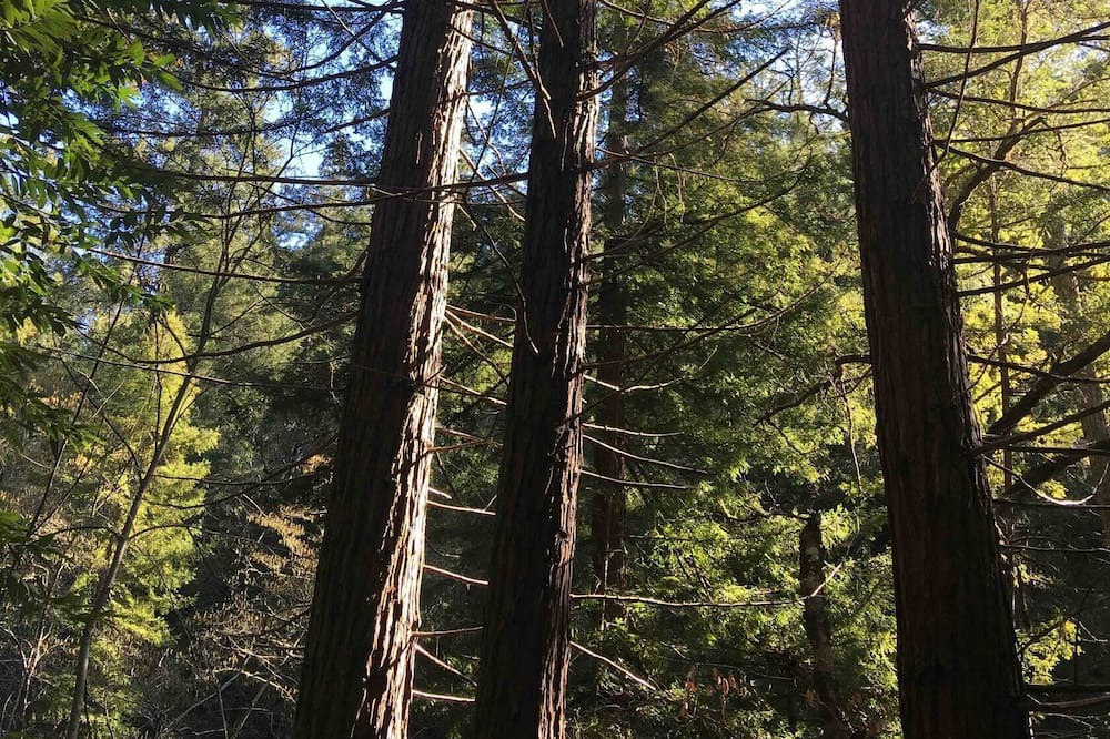 Photo of Outdoor in Boulder Creek